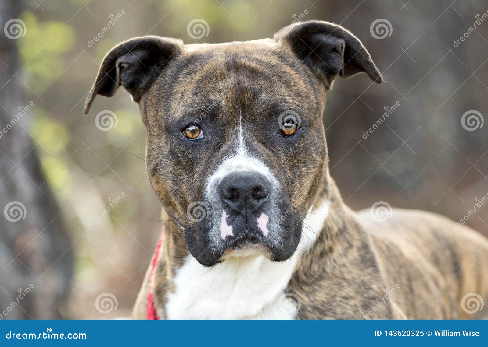 Antagelser, antagelser. Gætte Predictor Ofte talt Brindle Mastiff and American Bulldog Mix Breed Dog Stock Image - Image of  american, county: 143620325