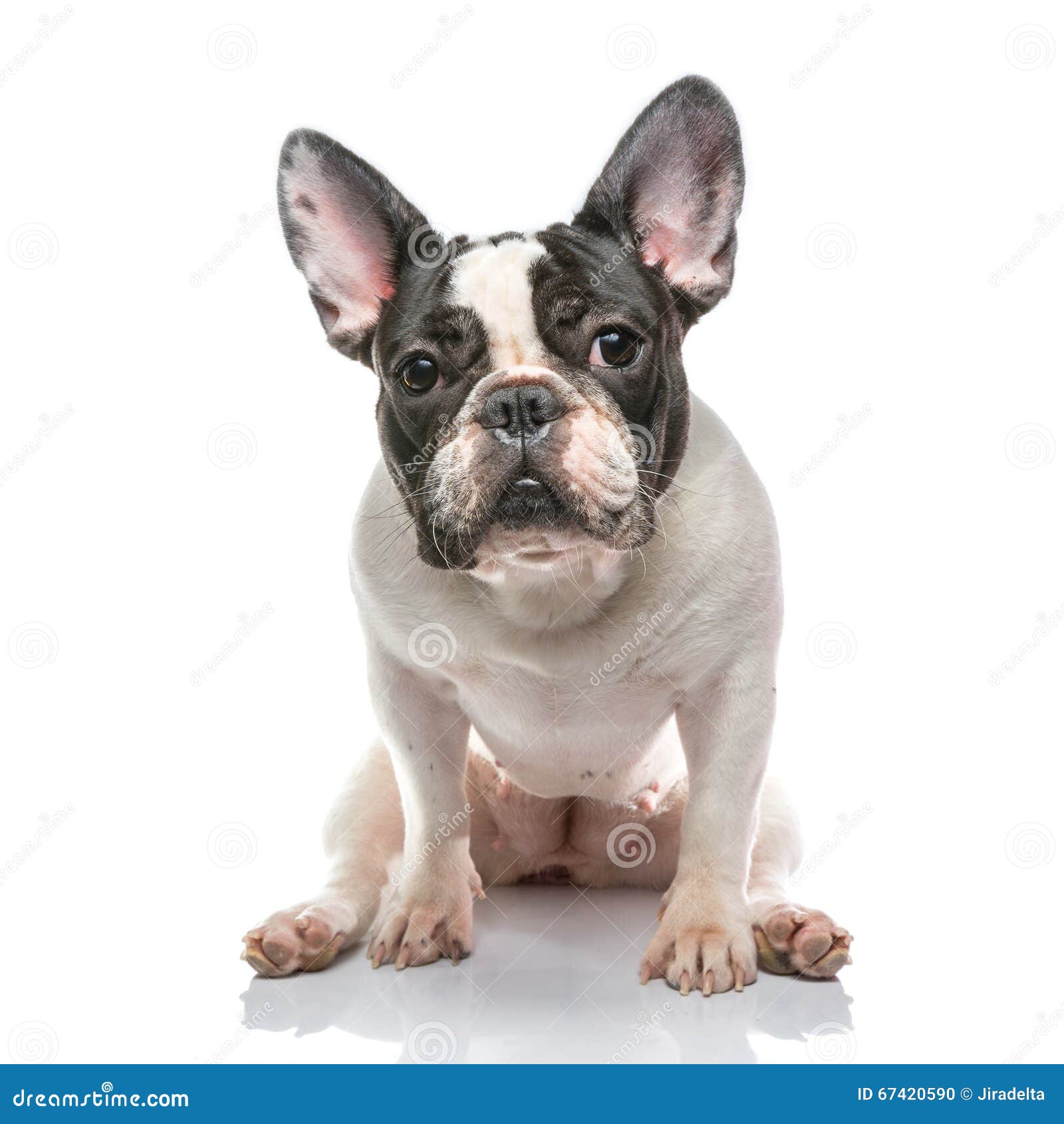 Brindle Pied French Bulldog Stock Photo - Image of young, background ...