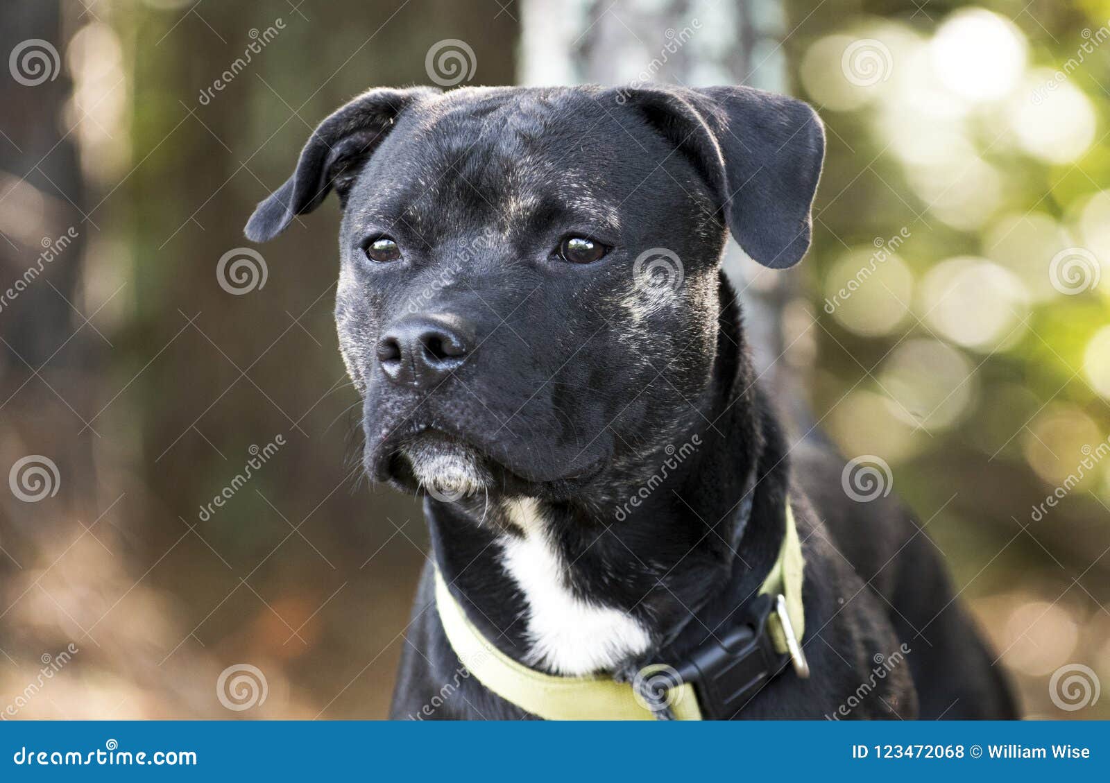 Brindle Pitbull Terrier Mixed Breed Dog Adoption Photo Stock Photo Image Of Adoption Monroe 123472068