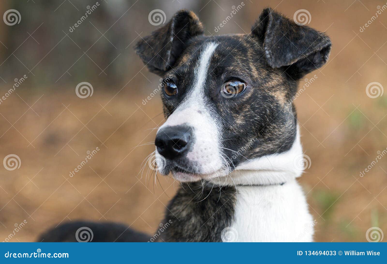 terrier brindle mix