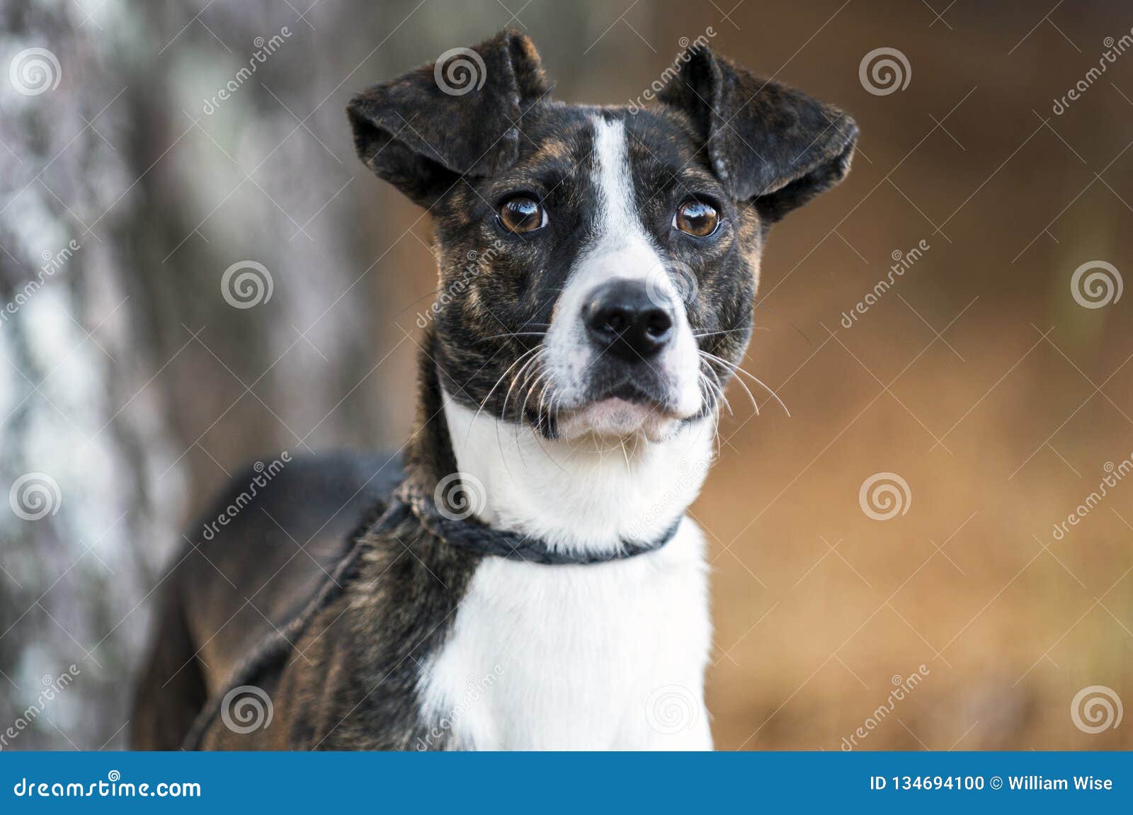 Brindle Whippet Terrier Mixed Breed Dog Portrait Stock Photo