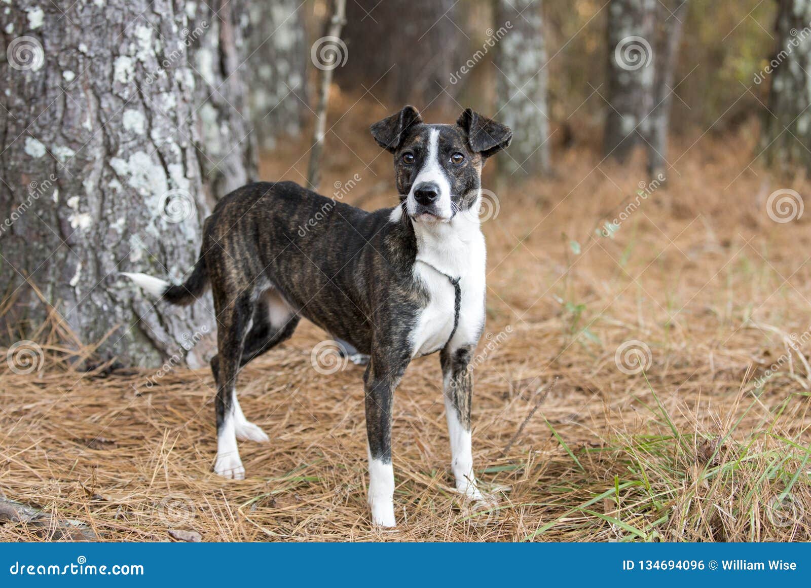 whippet jack russell mix