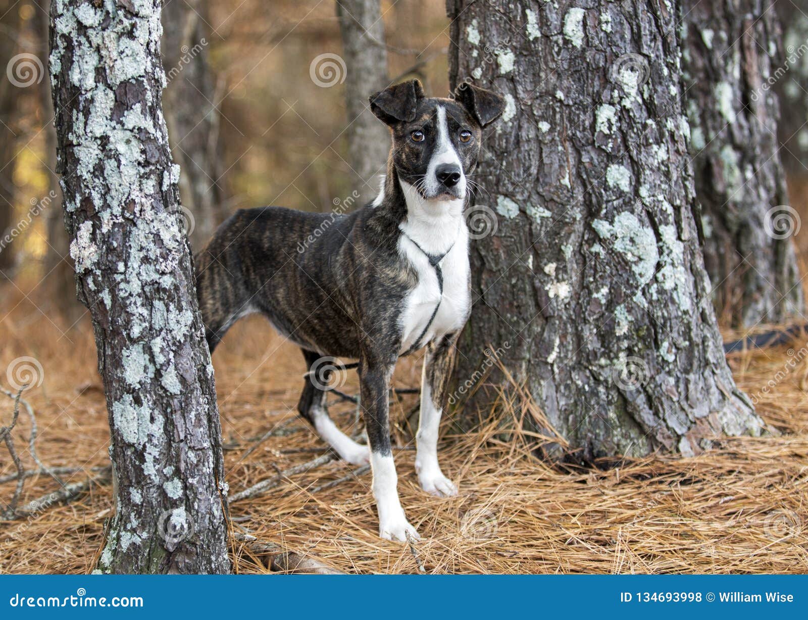 Brindle Whippet Terrier Mixed Breed Dog Stock Photo Image Of