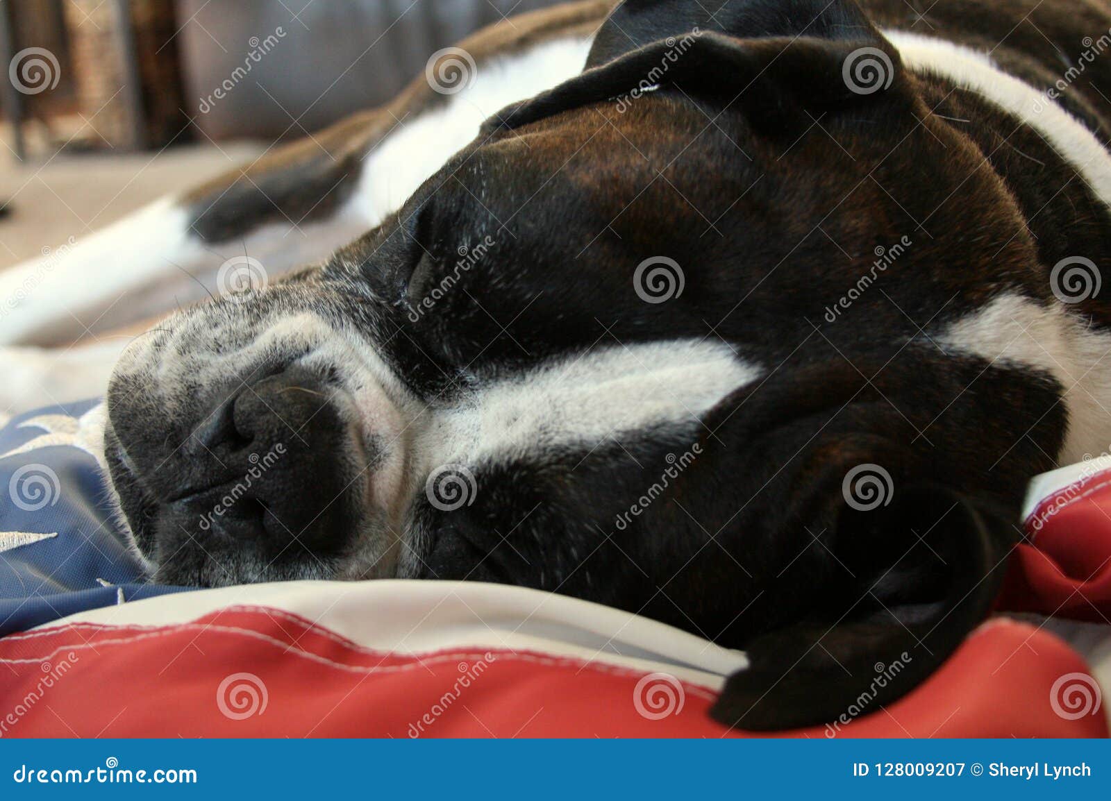 Brindle and White Boxer Dog Sleeping on American Flag Blanket Stock ...