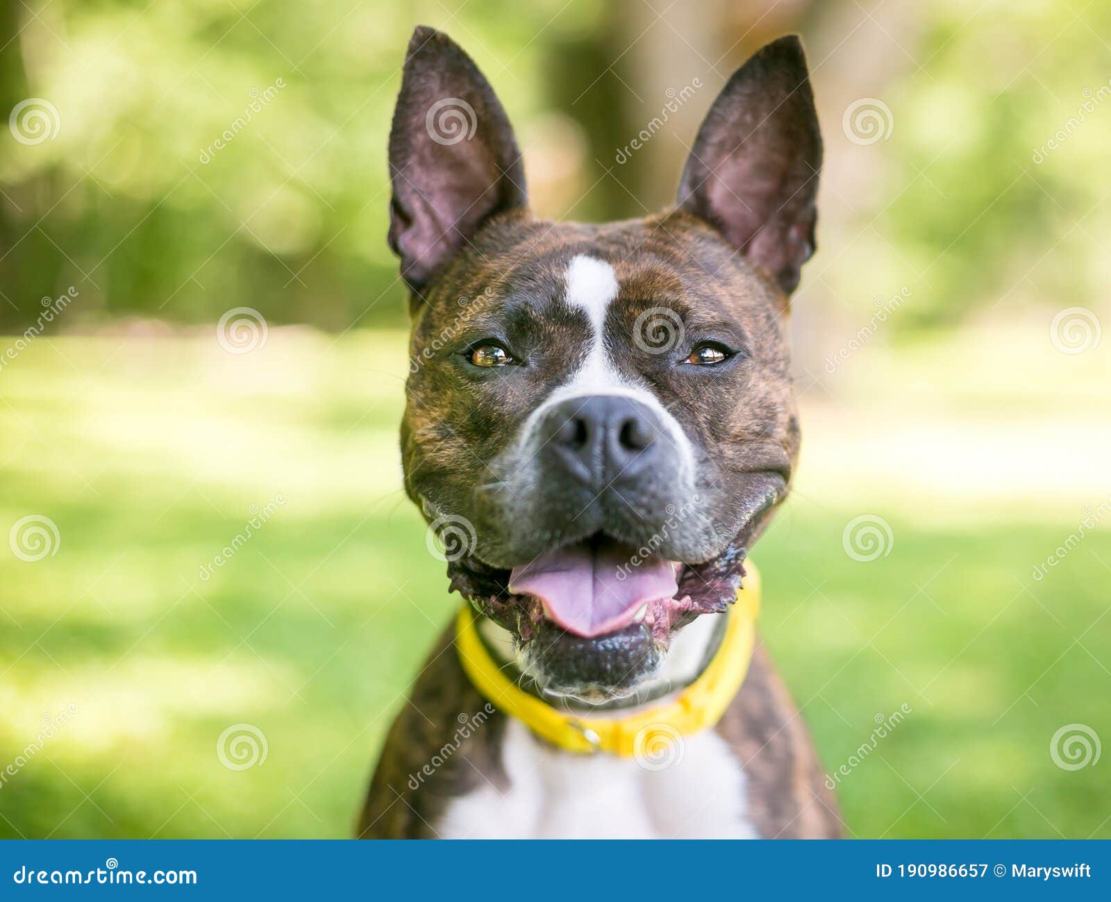 A Brindle and White Boxer Mixed Breed Dog with Upright Ears Stock Image Image of watching