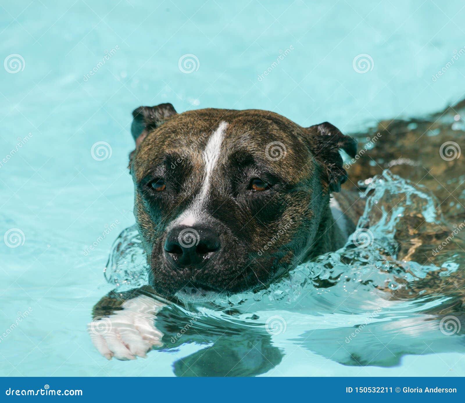 pit pool dog