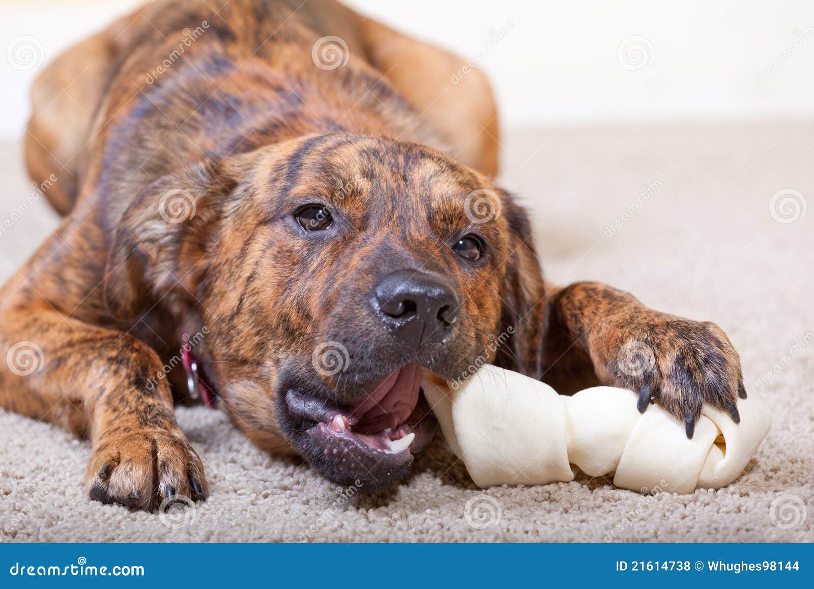 Dog Gnawing Bone Stock Photos Royalty Free Images Page 2