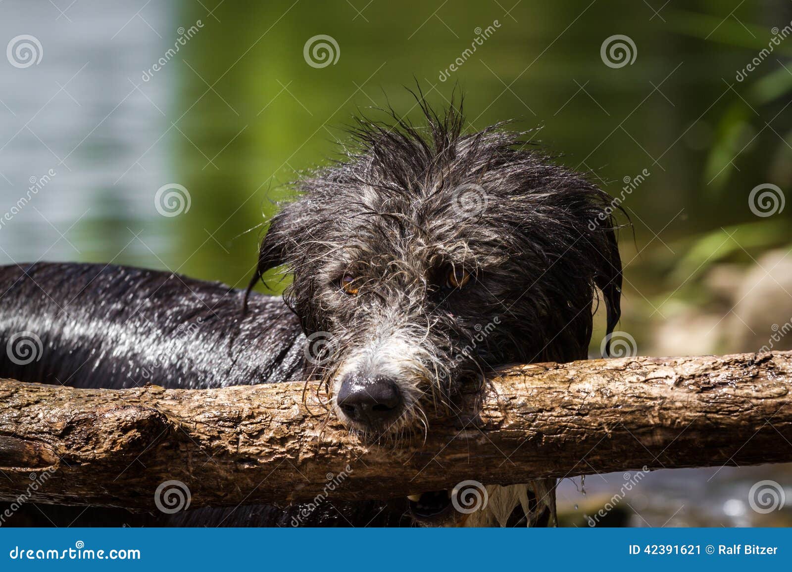 Bring sticks stock image. Image of white, strain, hair 42391621