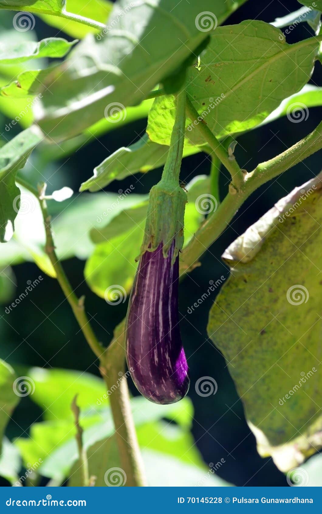 Brinjal or Eggplant or Aubergine (in French) Fruit - Type Stock - Image of growth, aubergine: 70145228