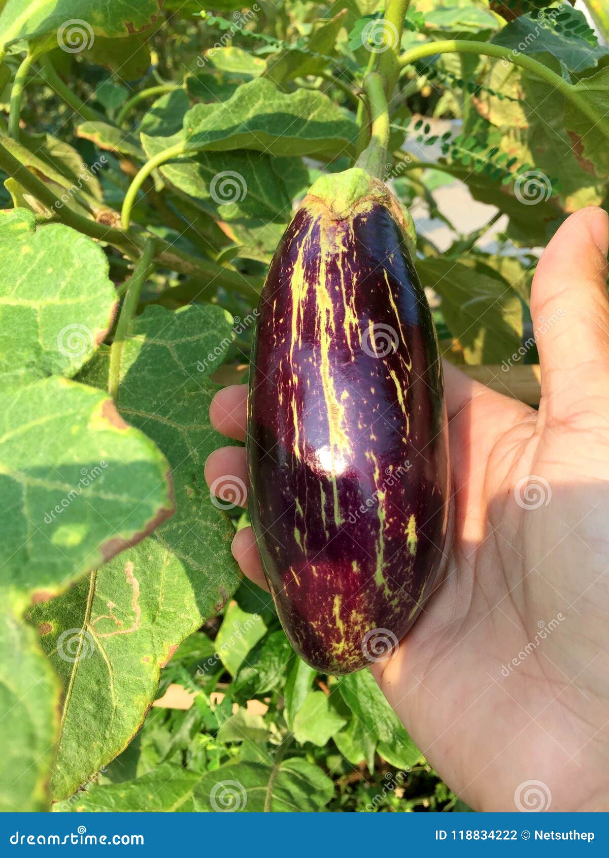 Brinjal Or Eggplant Or Aubergine (in French) Fruit Long Type Stock