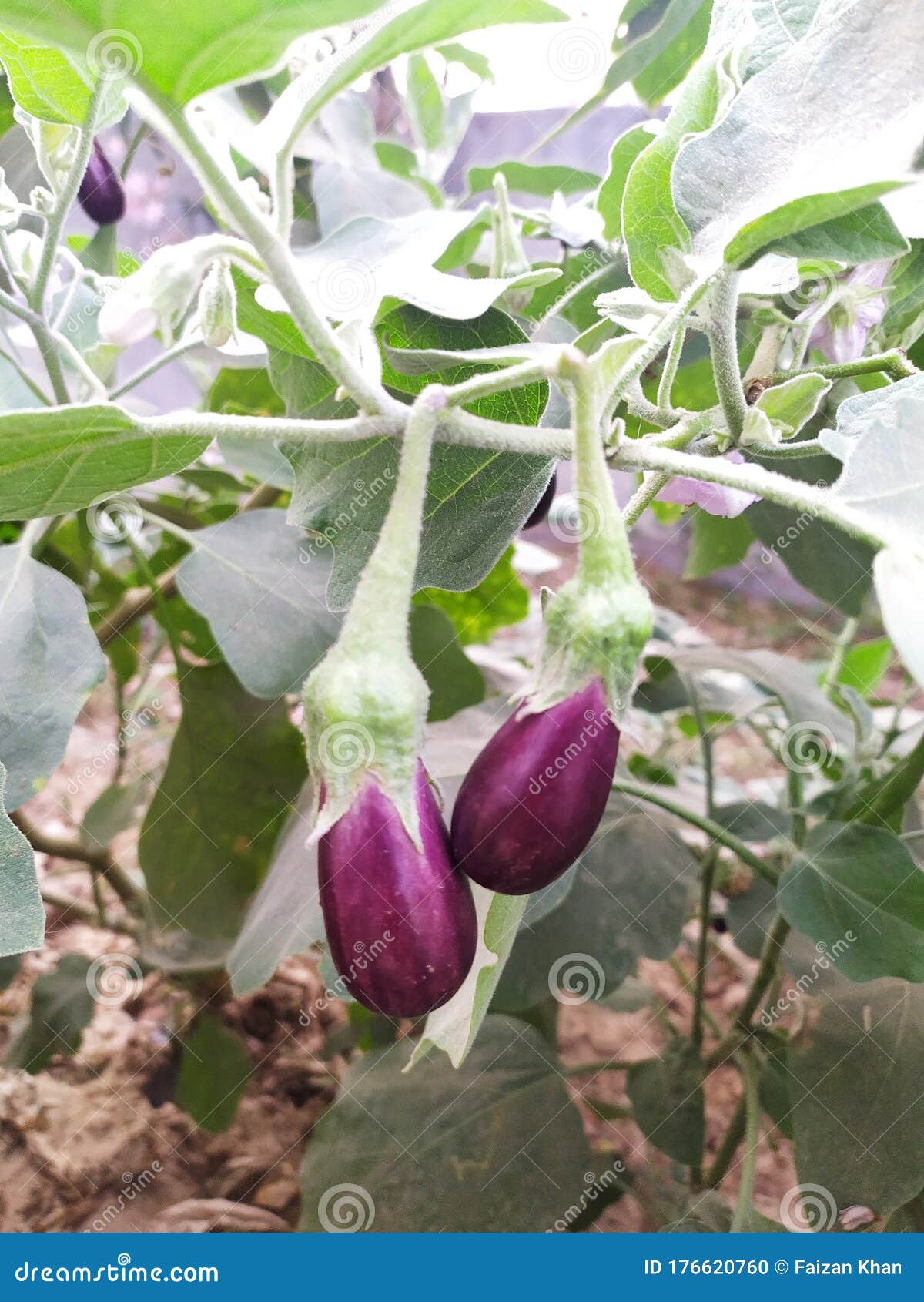 Brinjal or Eggplant in a Kitchen Garden Stock Photo Image of garden