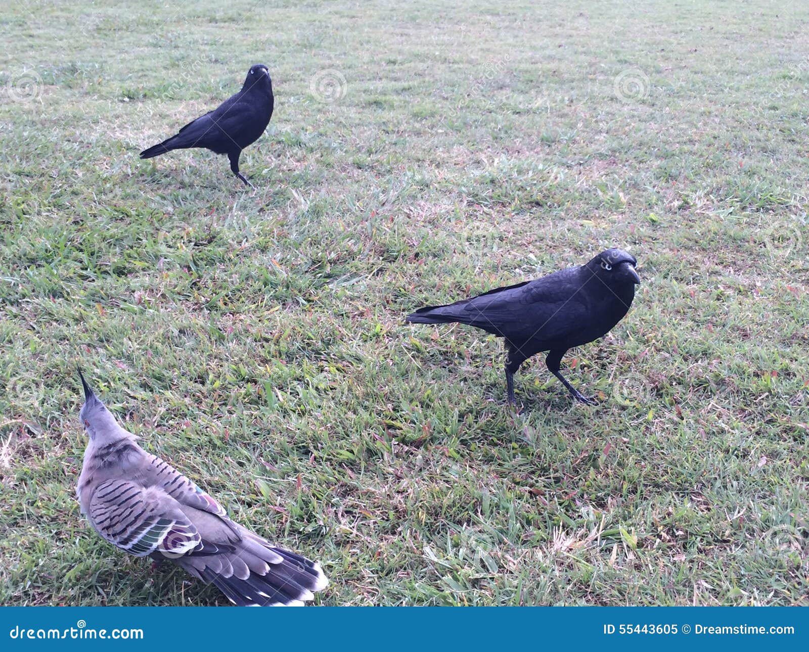 Brisbane birds stock image. Image of nature, pigeon, birds 55443605