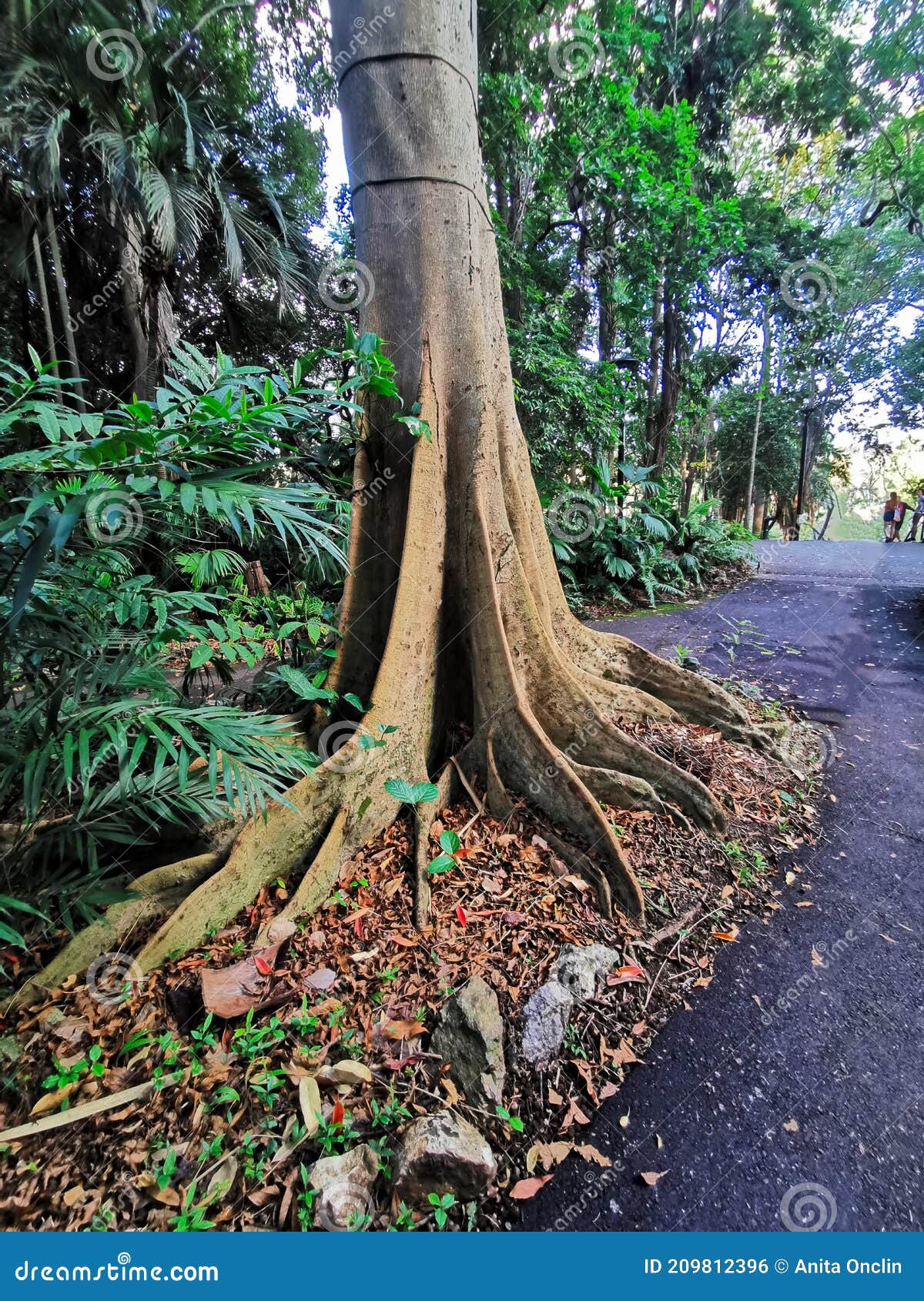 Brisbane Botanic Gardens Kapok Tree Stock Photo Image of tree