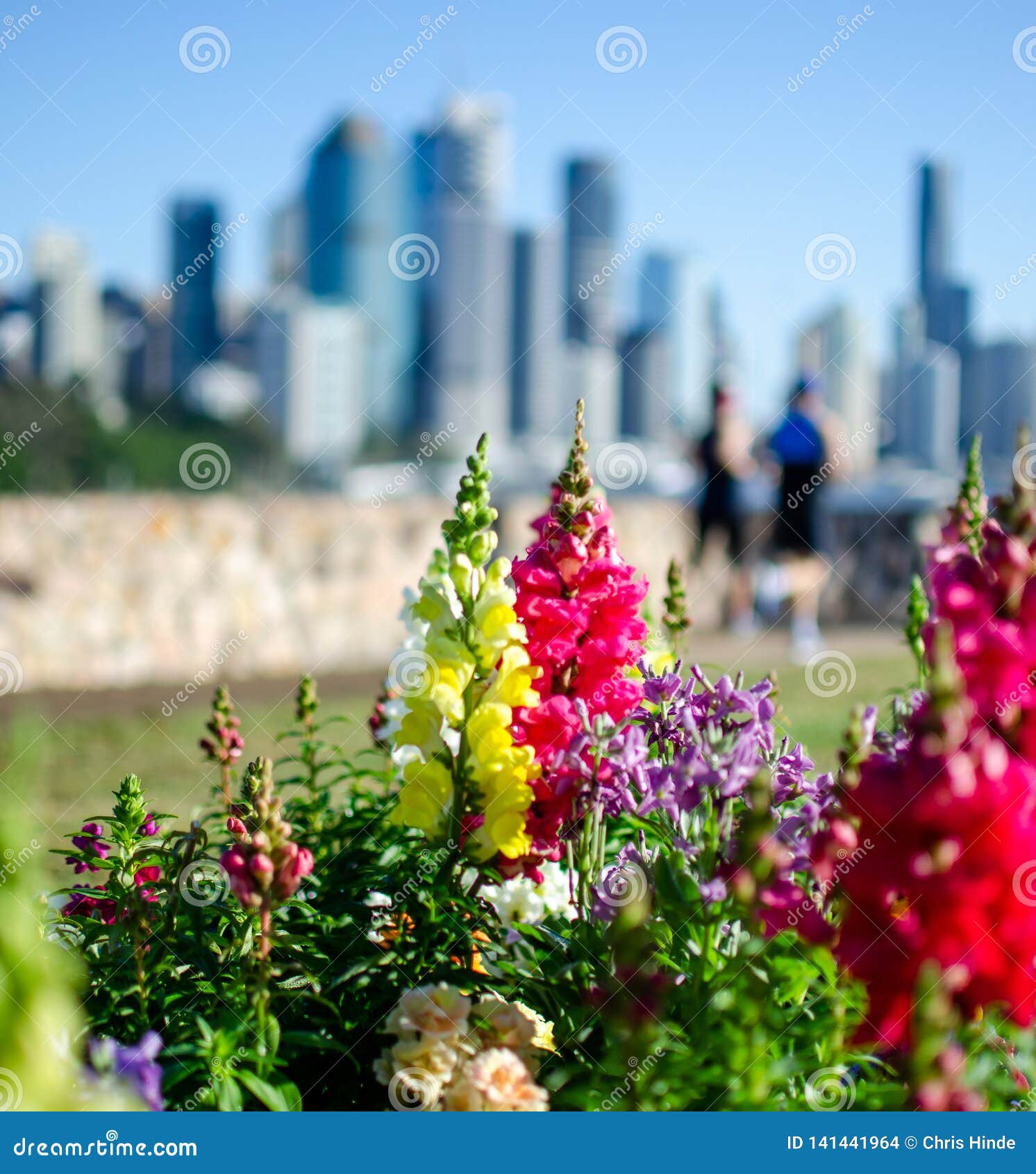 Brisbane city runner stock photo. Image of landmark 141441964
