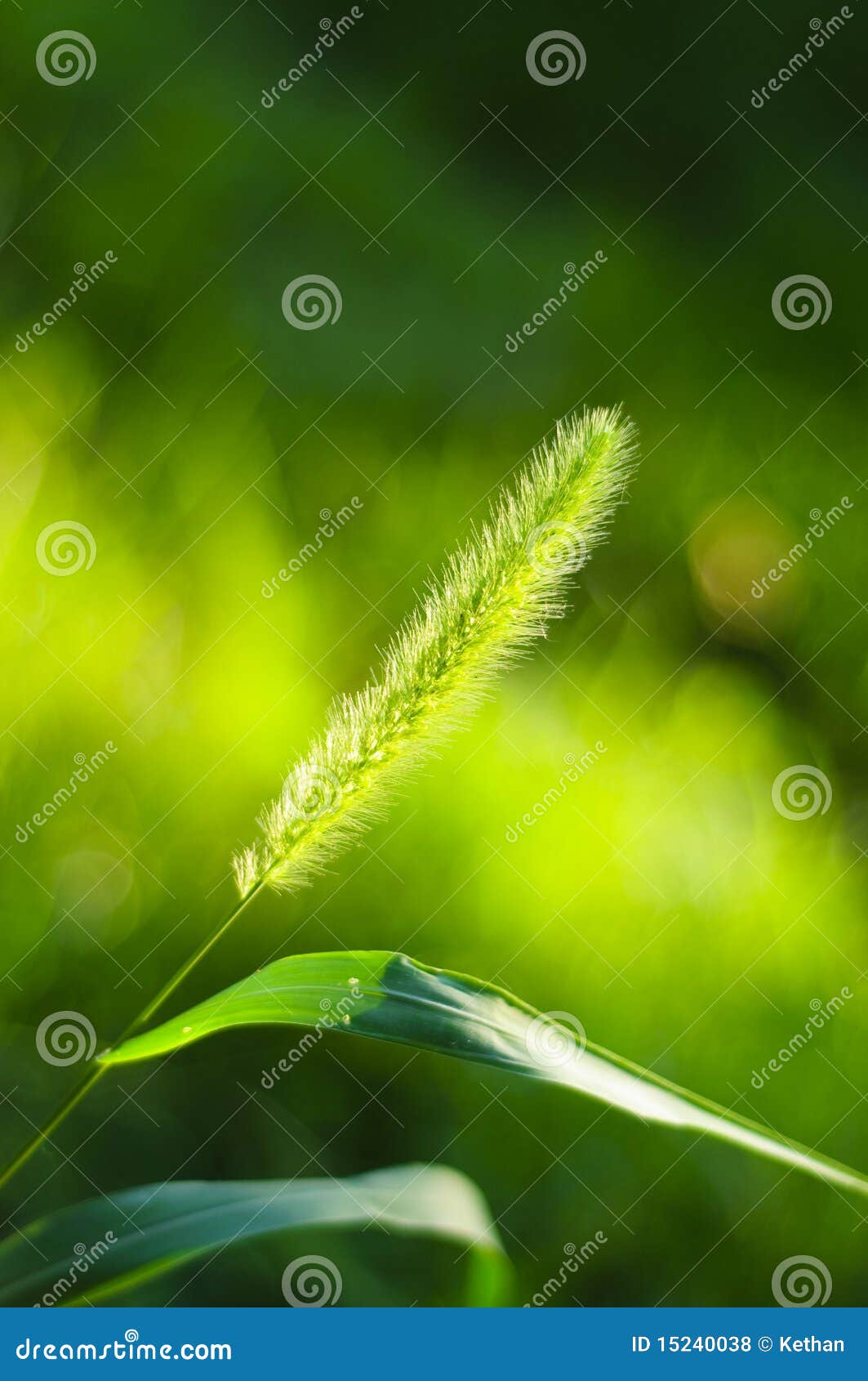 bristle grass