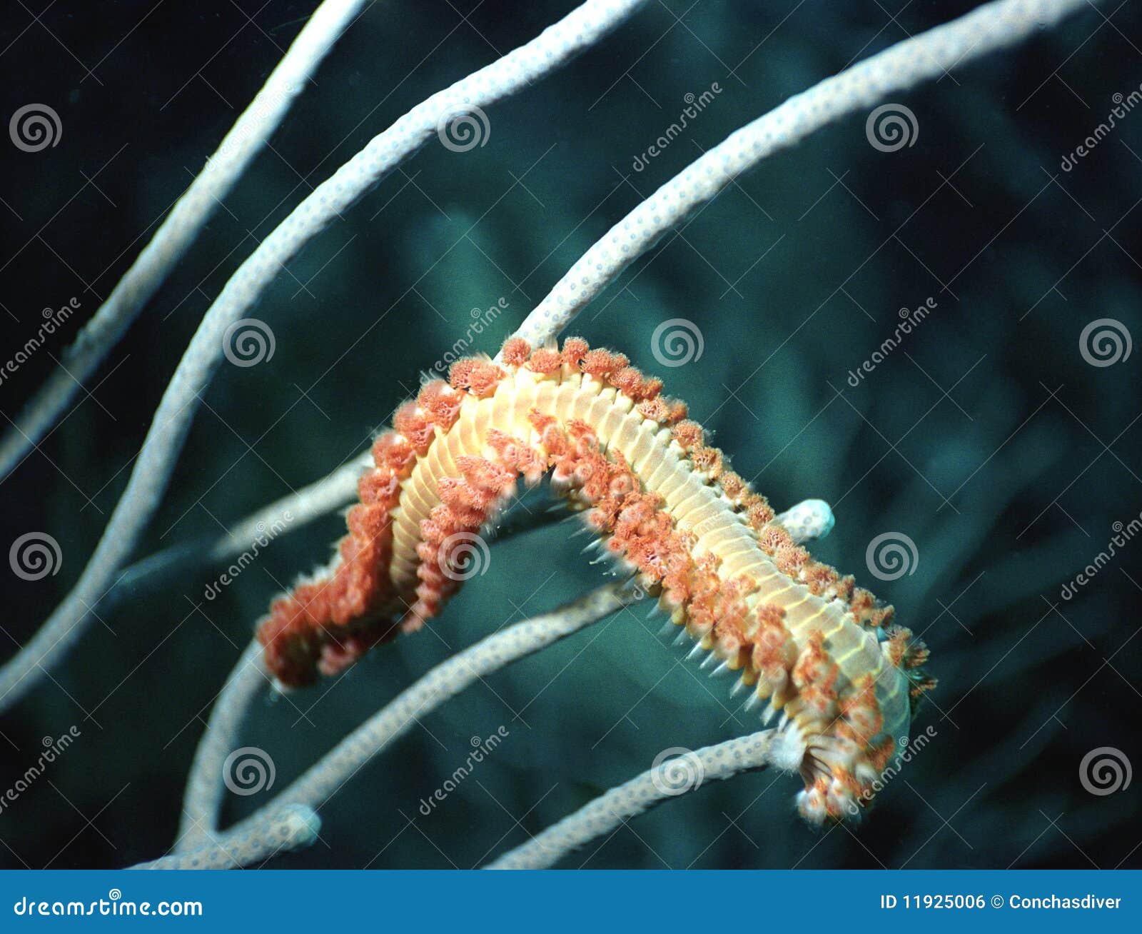 bristle worm