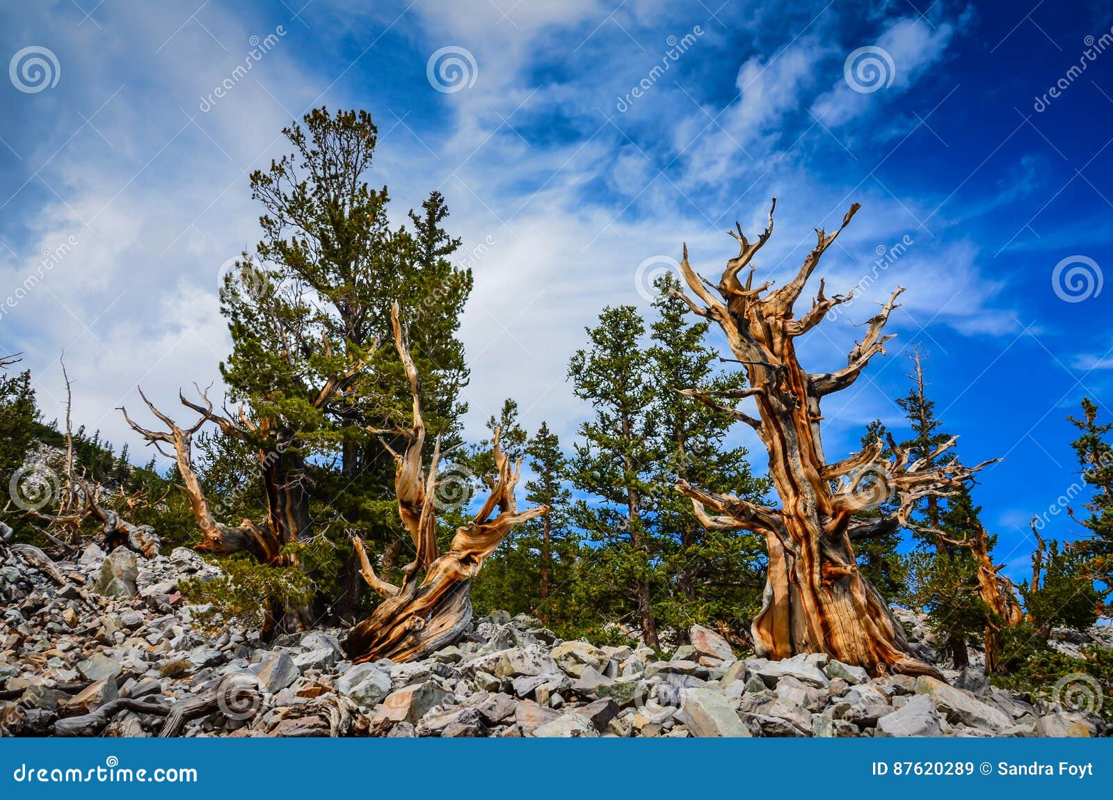 bristlecone pine grove trail - great basin national park - baker
