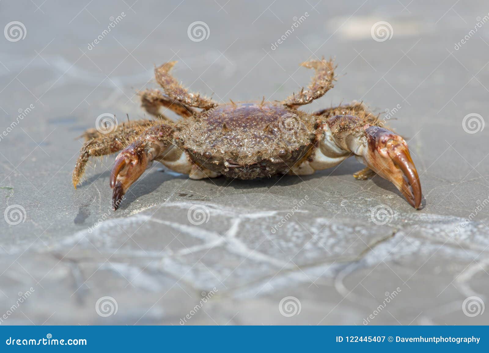 bristly xanthid crab pilumnus hirtellus
