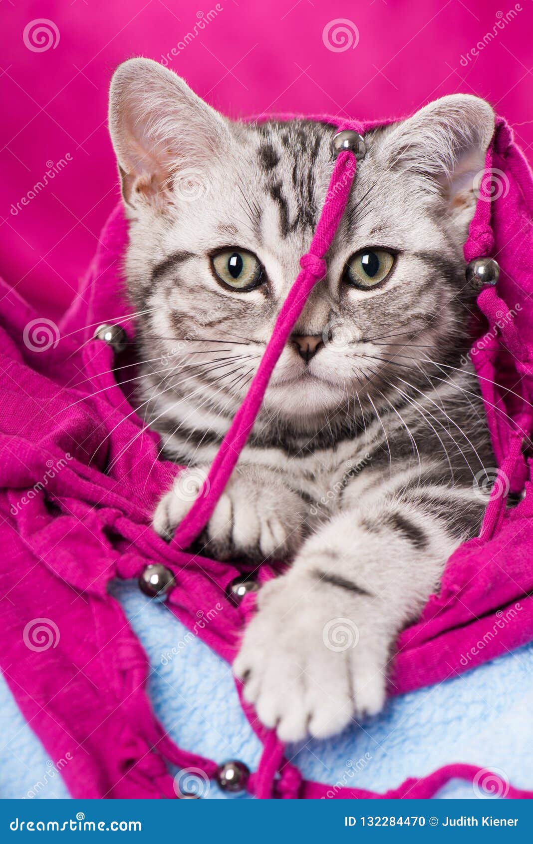 Katzen Fellfarben Lexikon Lilac Silver Tortie