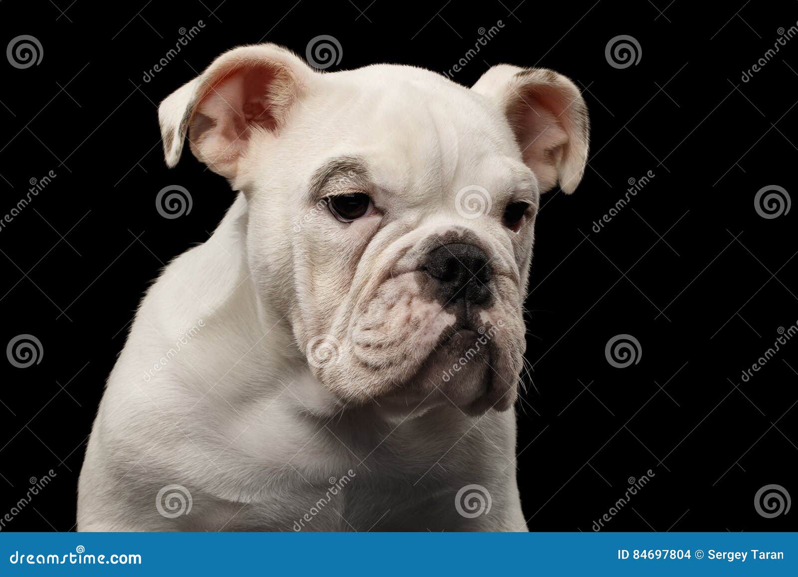 Britische Bulldoggenwelpenzucht Auf Lokalisiertem Schwarzem Hintergrund