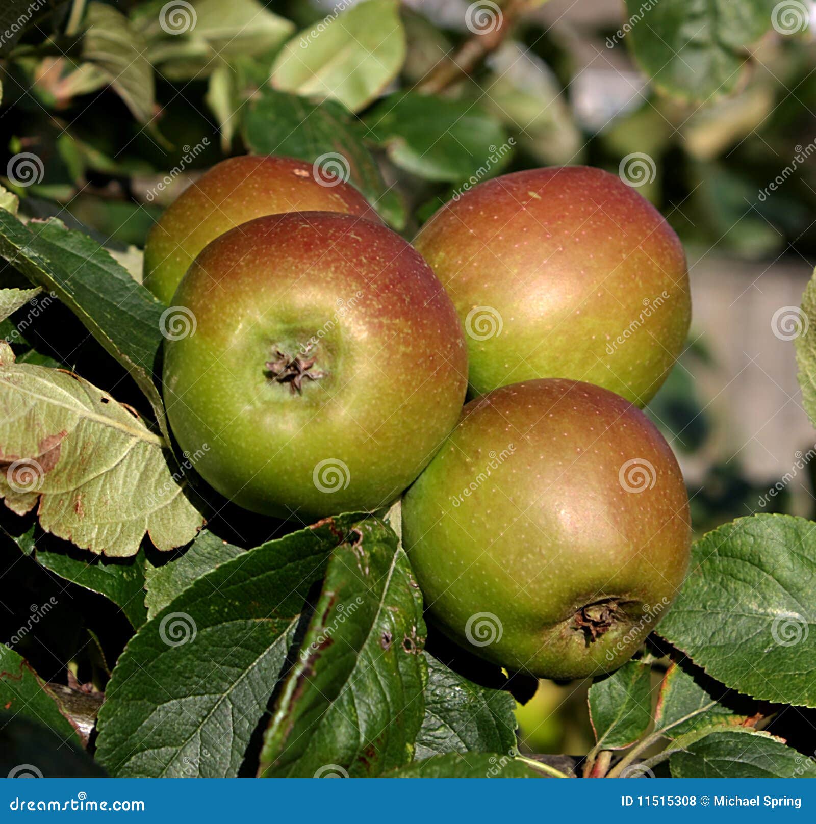 British apples stock photo. Image of nutrition, orchard 11515308