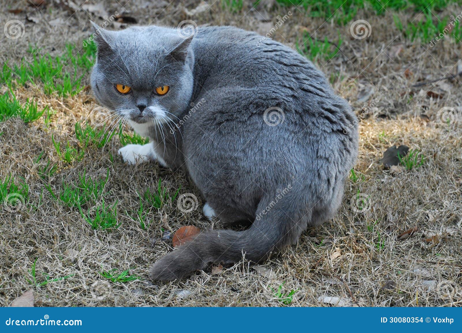 British Blue cat stock photo. Image of glass, animal 30080354