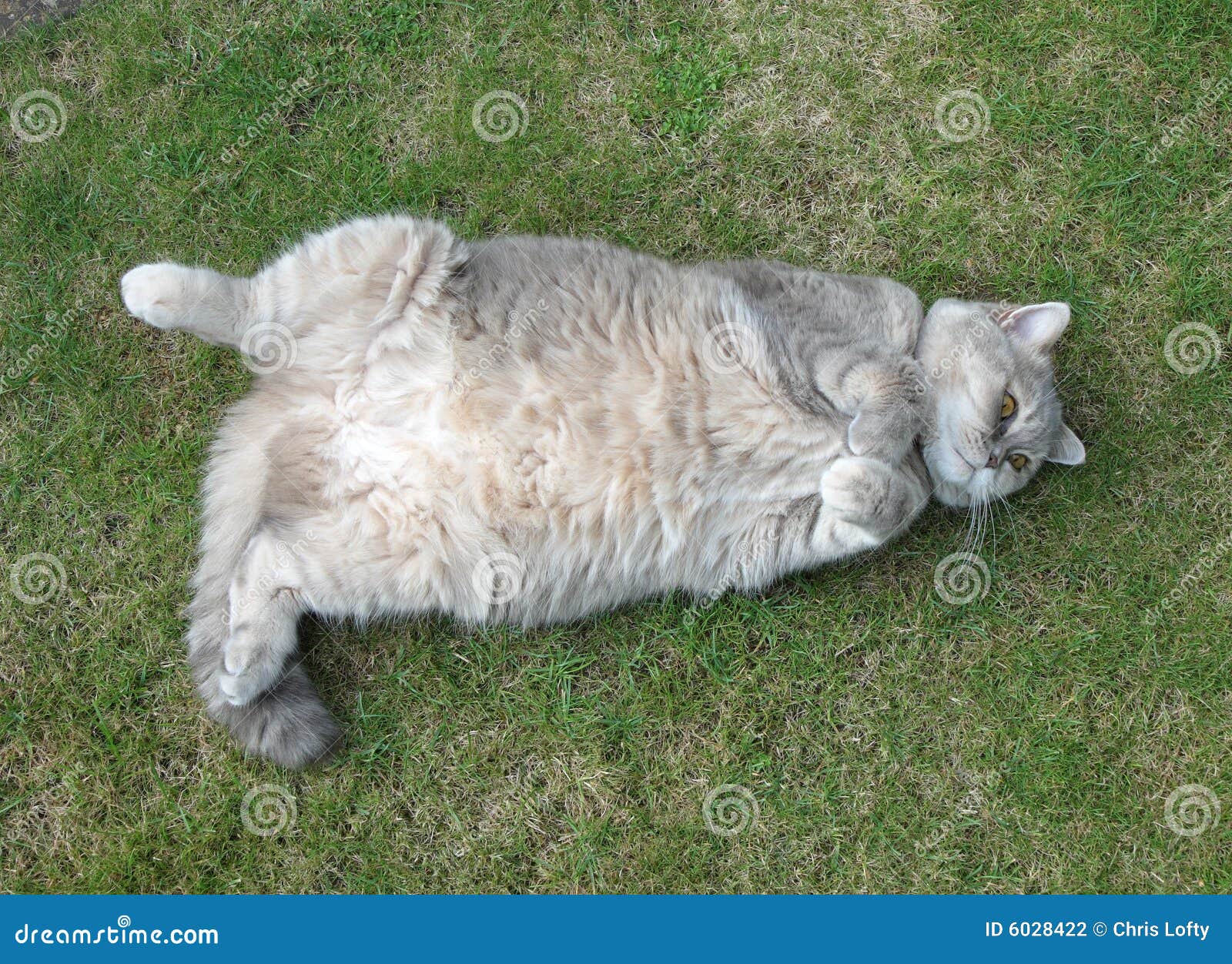 British Blue Cream Cat Lying On Its Back Stock Photo Image Of Reposed Tummy 6028422
