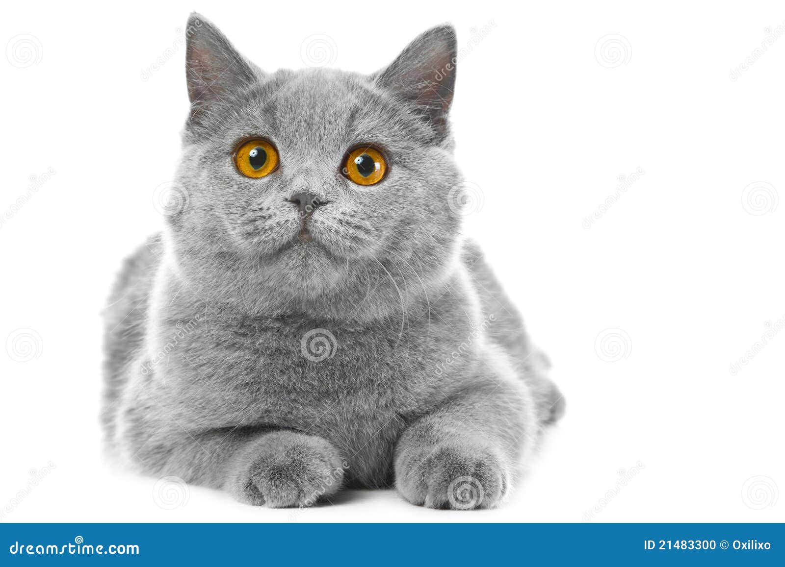 British Blue Kitten on White Stock Photo Image of hair, blue 21483300