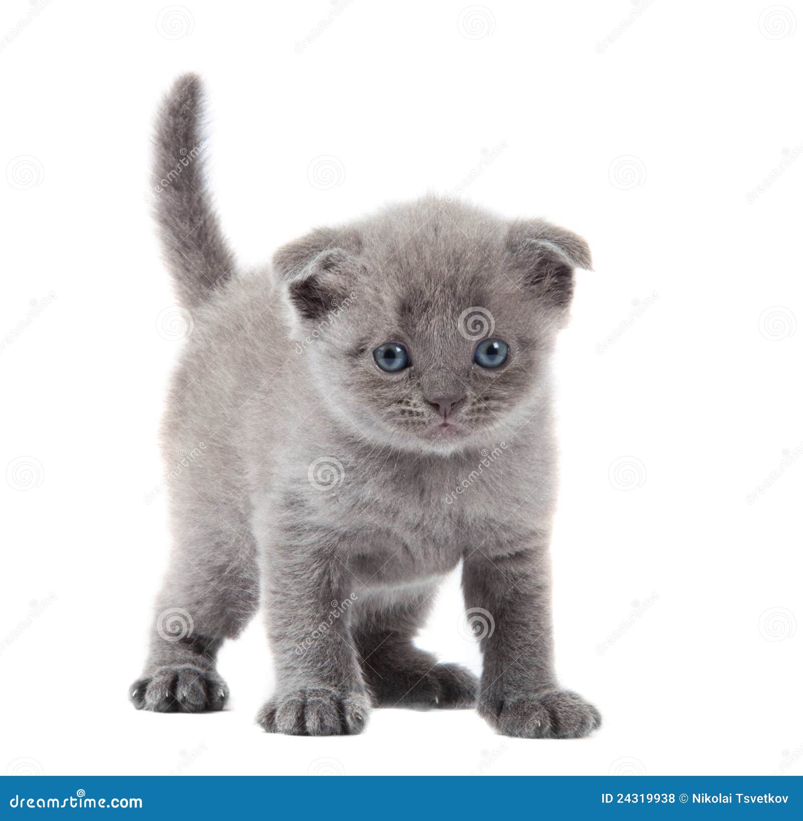 British Blue Shothair Kitten Stock Photo Image of feline, shorthair