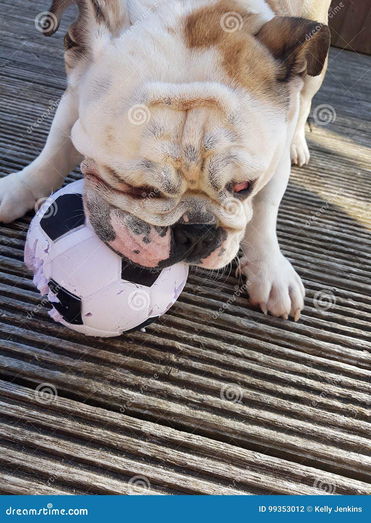 British Bulldog Chewing On A Football Stock Photo Image