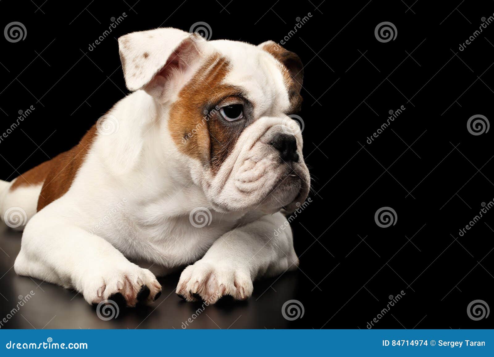 British Bulldog Puppy Breed on Black Background Stock Photo