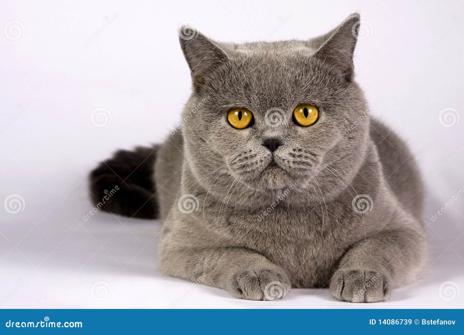 Adult british cat on white background with shadow.