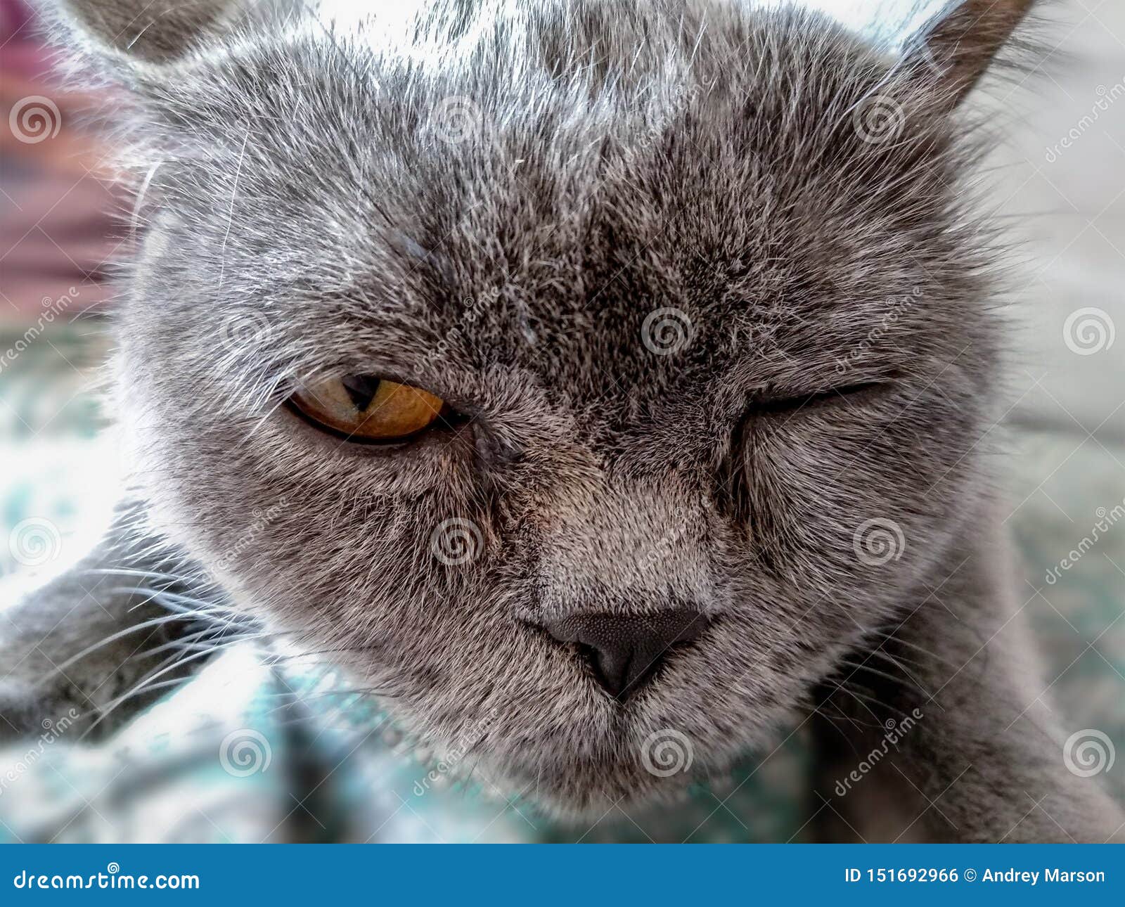 British Cat that Blinks with Pleasure Stock Photo Image of bright, feline 151692966