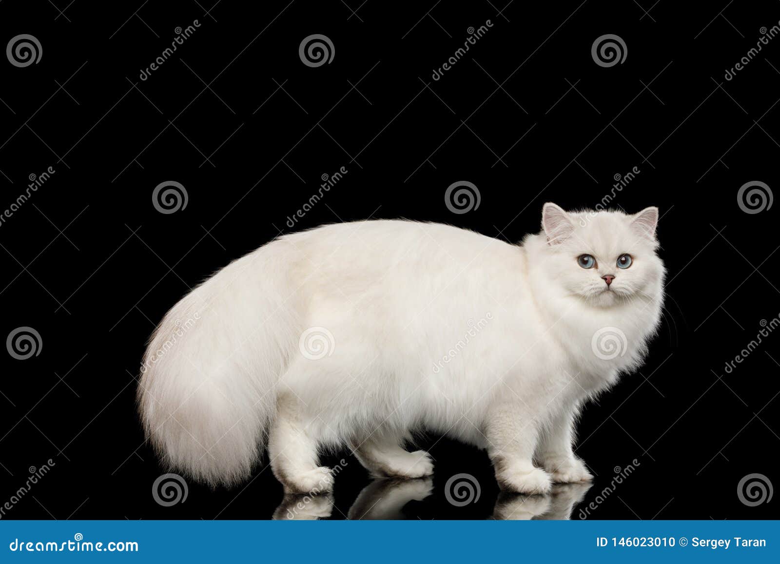 British Cat with Furry White Hair on Isolated Black Background Stock Photo  - Image of breed, length: 146023010