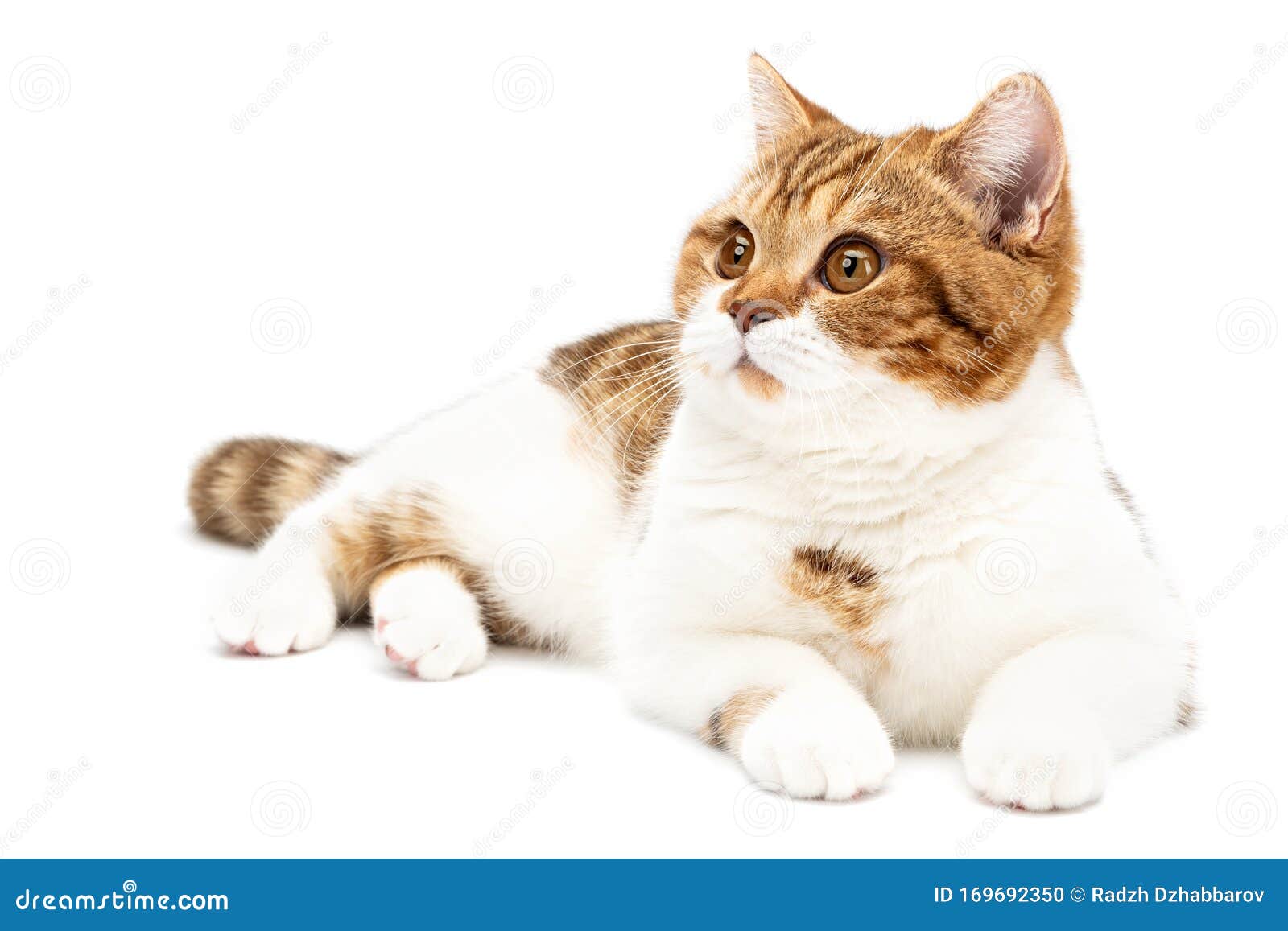 British Cat Lying Isolated On White Background. Young Shorthair Cat
