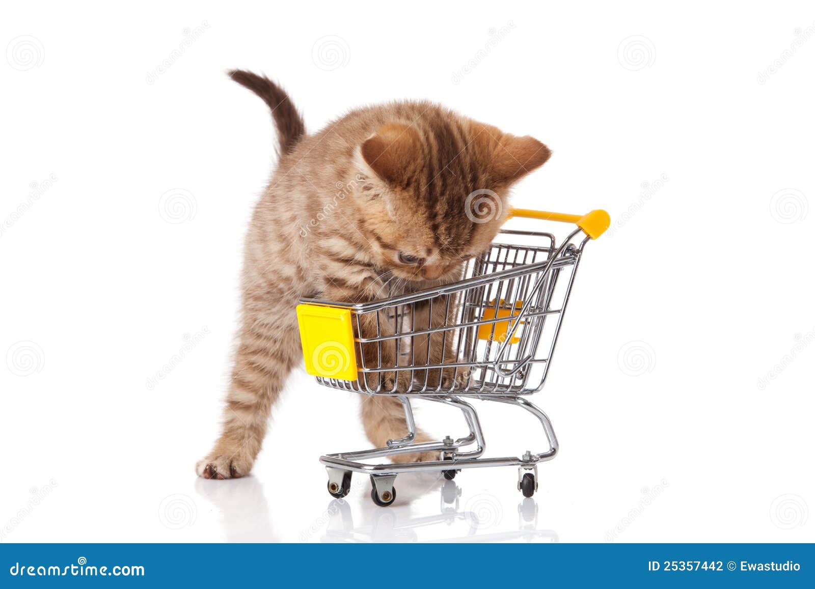 British Cat with Shopping Cart Stock Photo Image of pets, trading