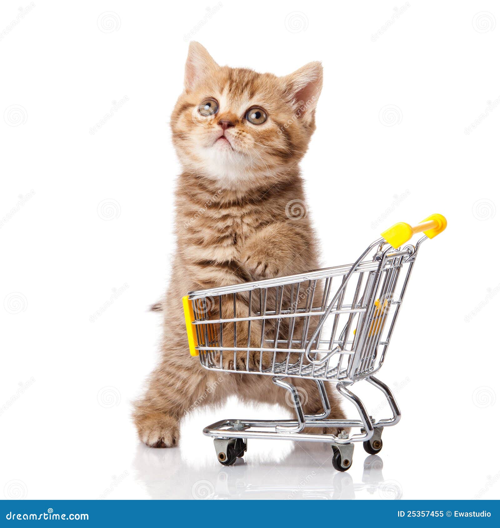 British Cat with Shopping Cart Stock Image Image of cart, domestic