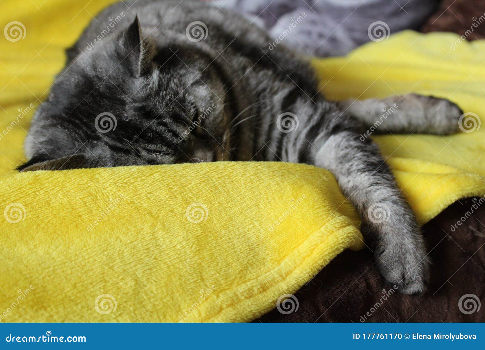 British Cat Sleeping on the Bed Stock Photo Image of cute, head