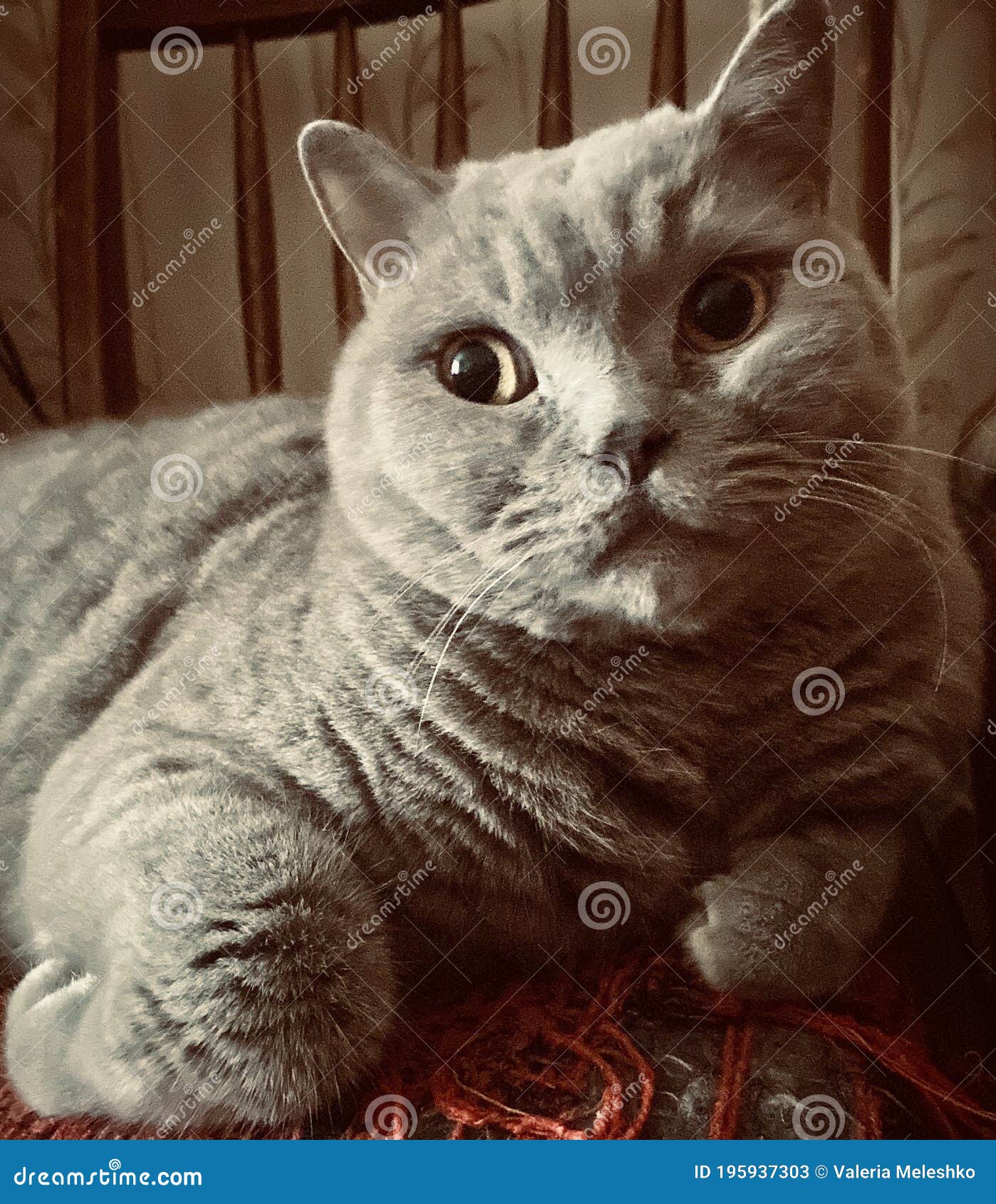 British Cat is Surprised Why Summer Ended so Quickly Stock Image