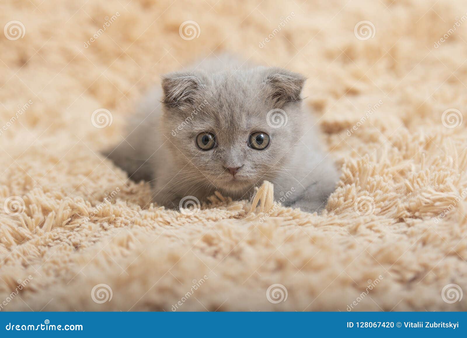 British Fold Kitten stock photo. Image of crafty, orange - 128067420