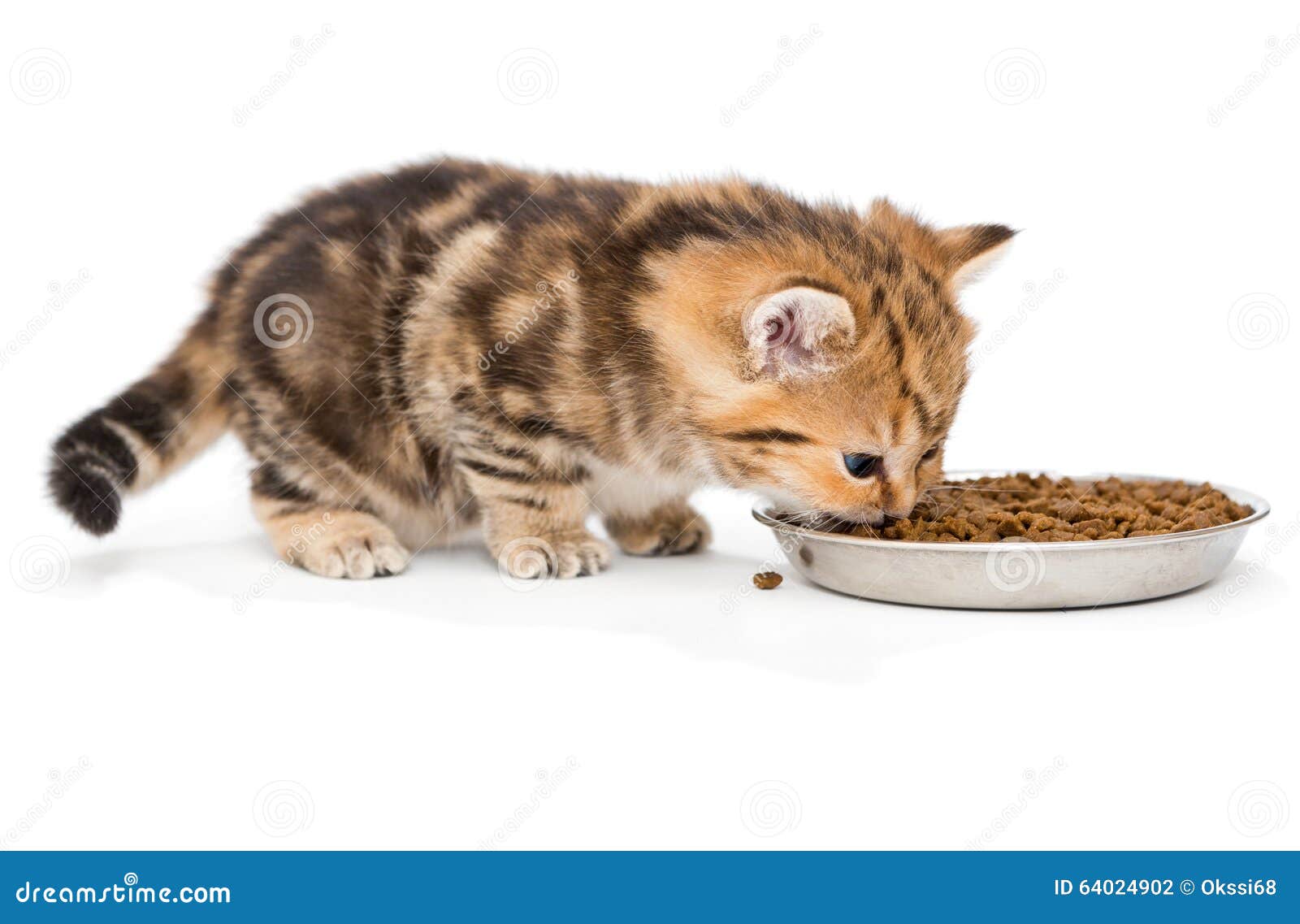 British Kitten Eats Dry Food Stock Photo Image of curiosity, food
