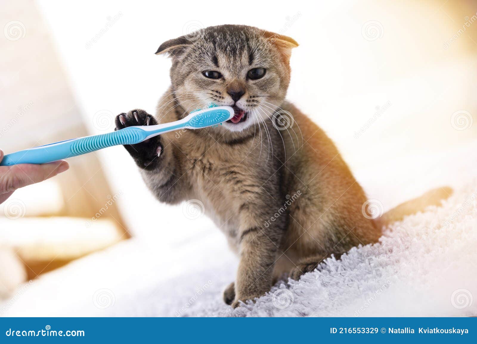 British Kitten and a Toothbrush. the Cat is Brushing His Teeth Stock