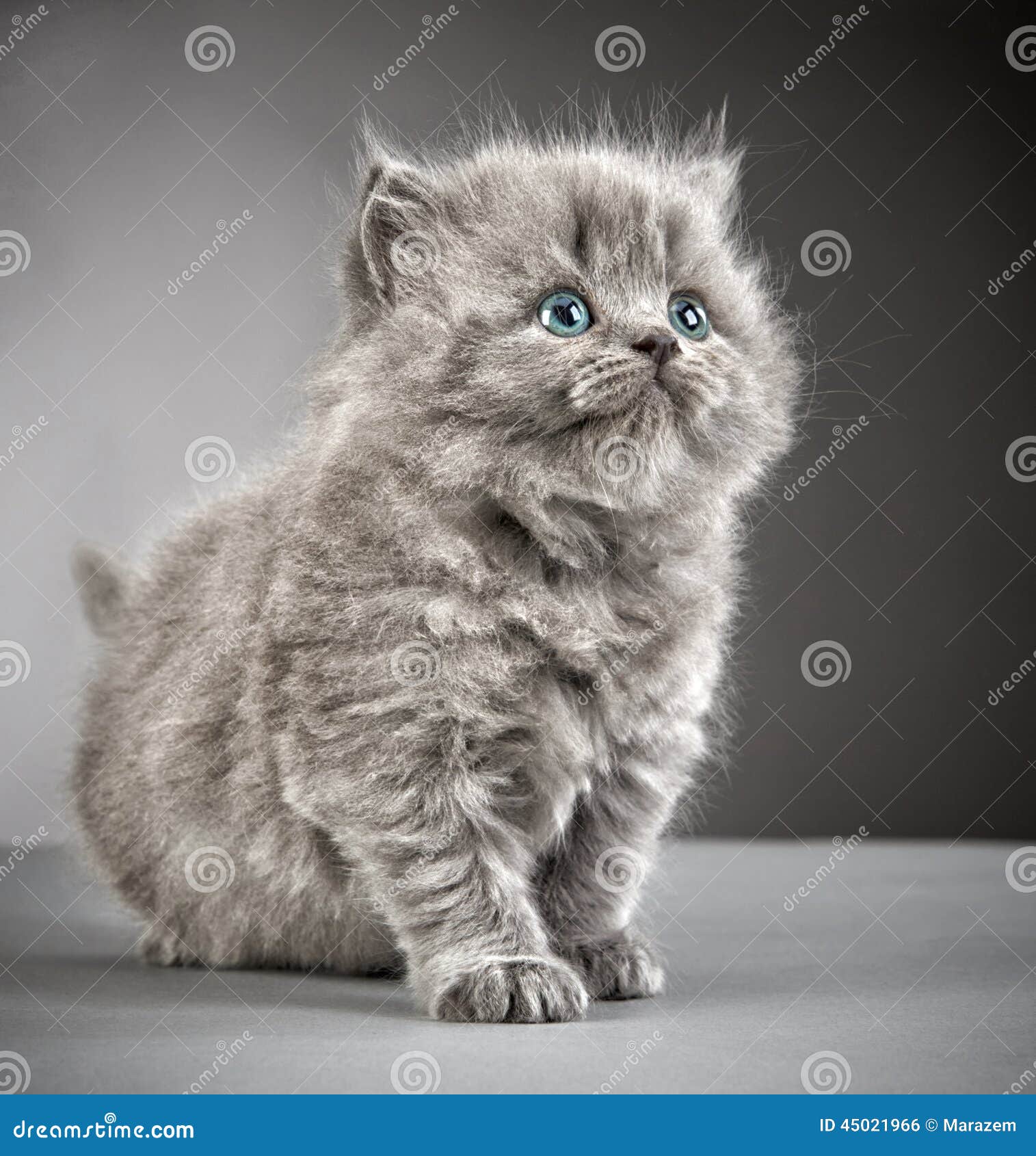 Long haired sales white kitten