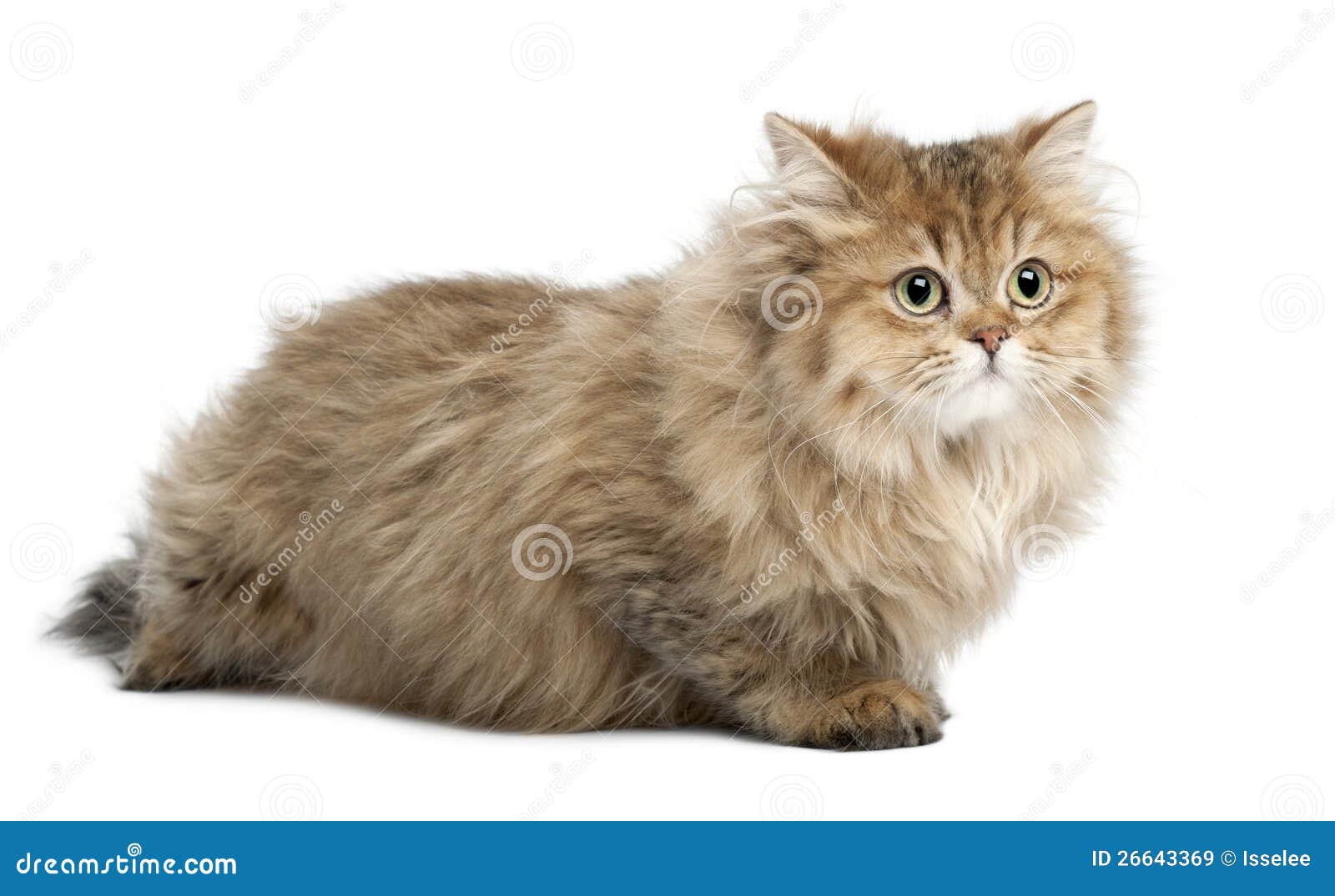 British Longhair Cat, 4 Months Old, Lying Stock Image - Image of mammal, british: 26643369 British Longhair Cat, 4 Months Old, Lying Stock Image - Image of mammal, british: 26643369