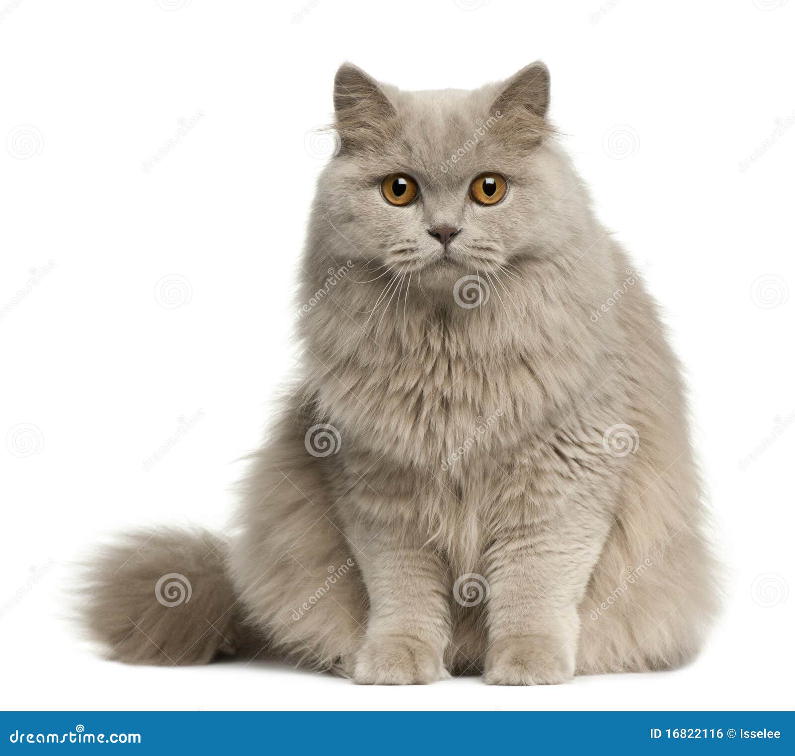 British Longhair Cat, 8 Months Old, Sitting Stock Photo ...
