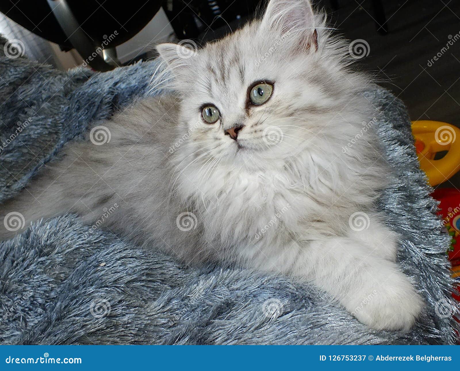 british longhair black silver shaded