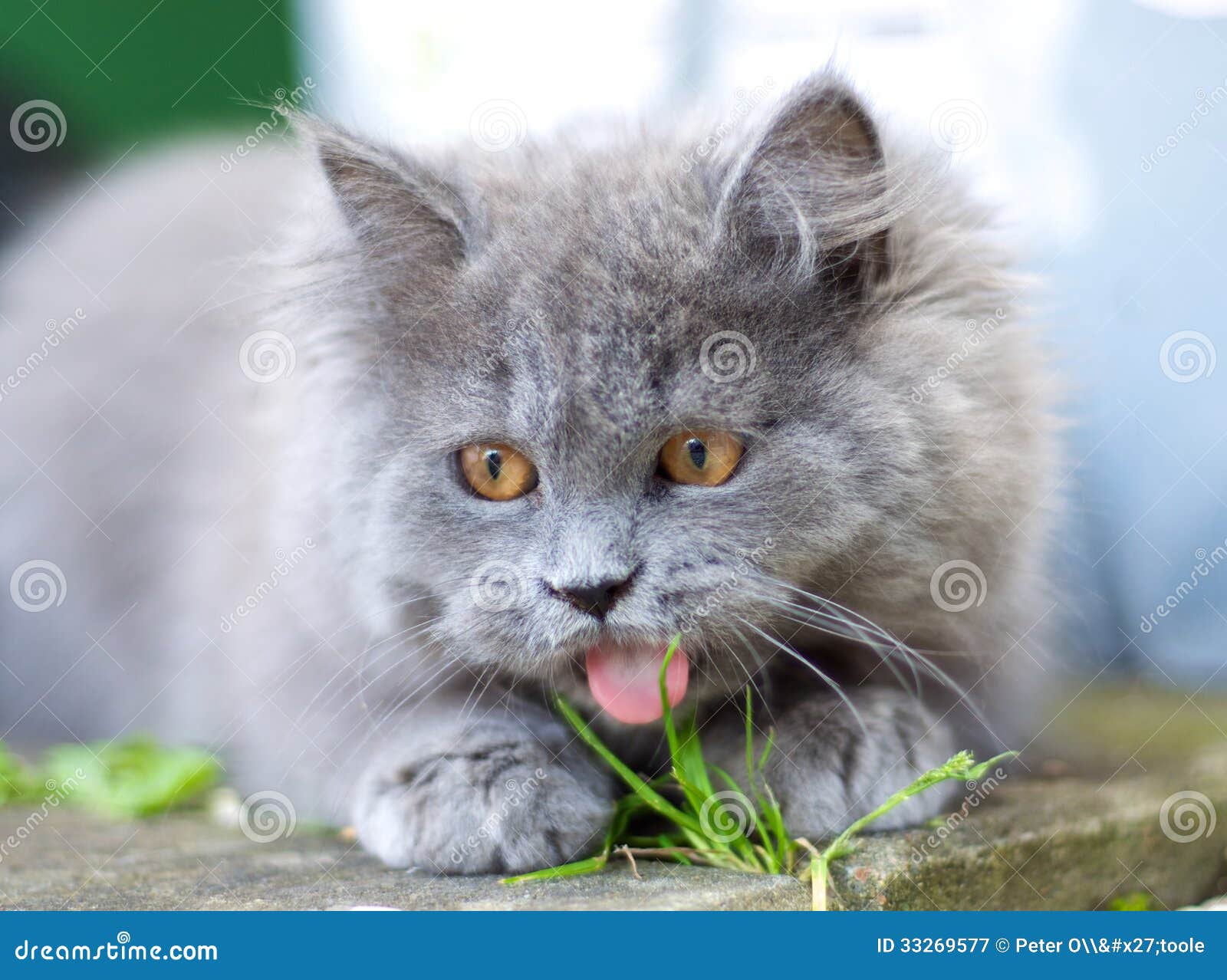 British Longhair kitten sitting outside licking a blade of grass.