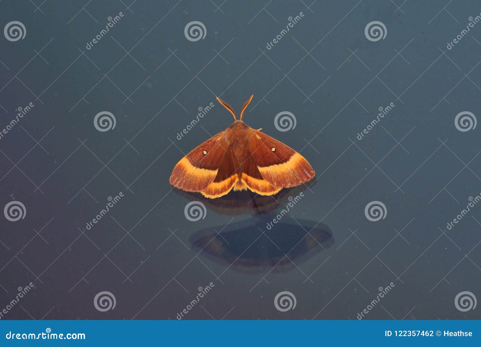 british oak eggar moth on glass window, during storm.