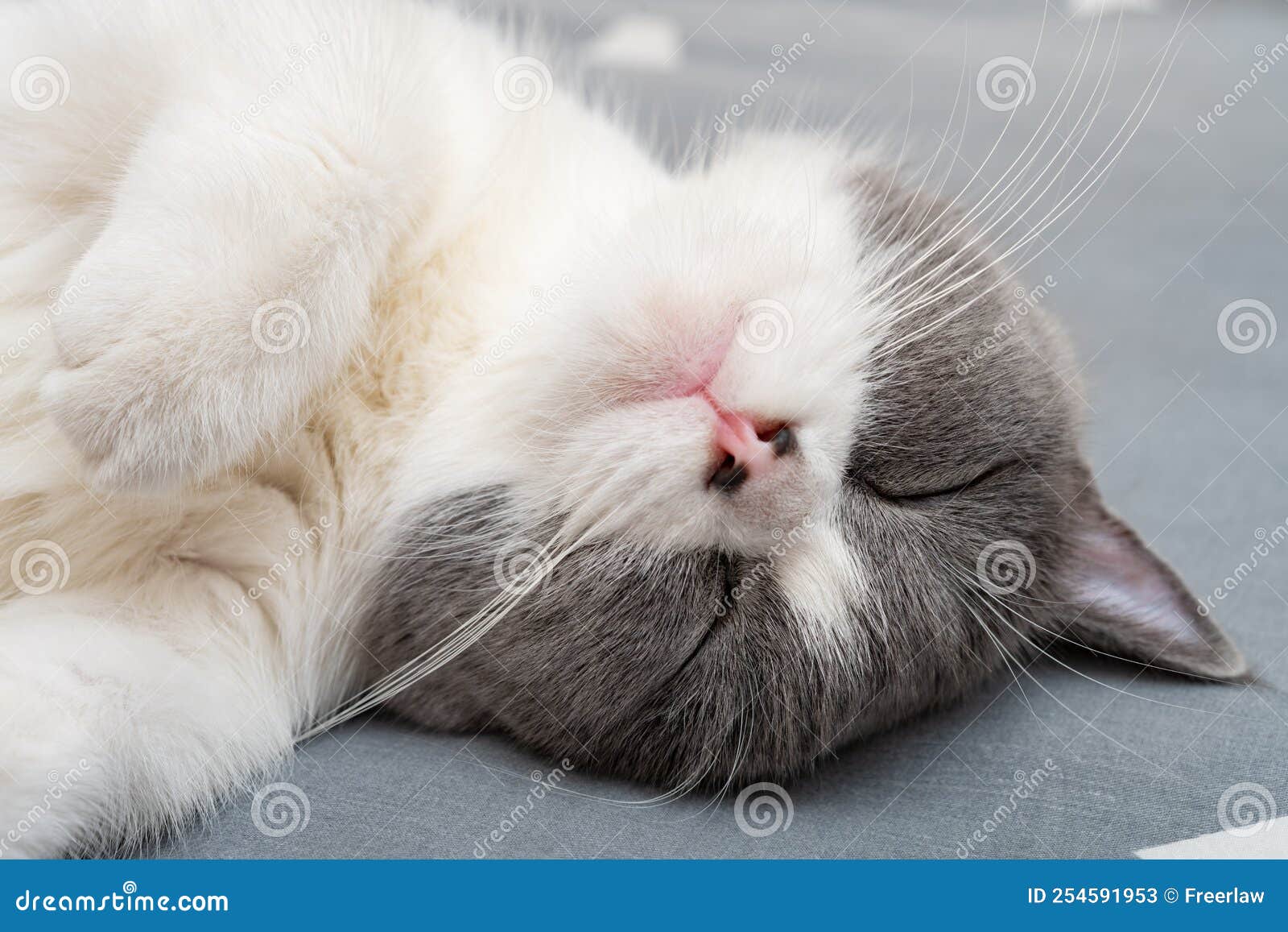 A British Short Hair Cat Sleeping on the Bed Comfortablely Stock Image
