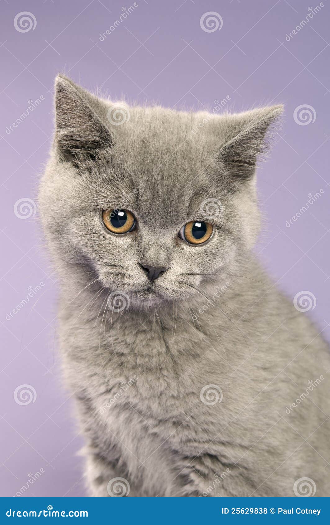 British short haired grey cat on a purple background